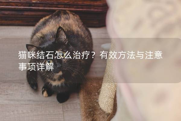 猫咪结石怎么治疗？有效方法与注意事项详解