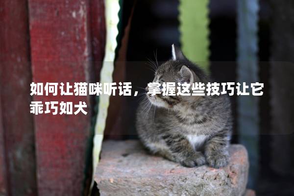 如何让猫咪听话，掌握这些技巧让它乖巧如犬