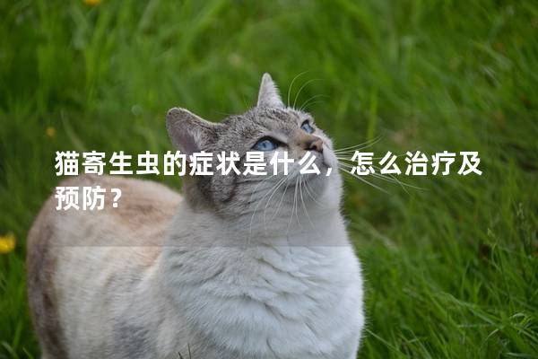 猫寄生虫的症状是什么，怎么治疗及预防？