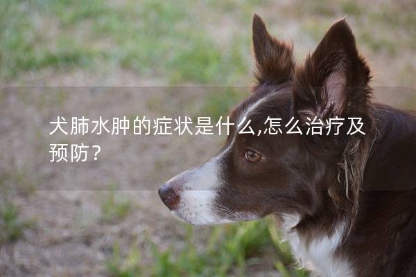 犬肺水肿的症状是什么,怎么治疗及预防？