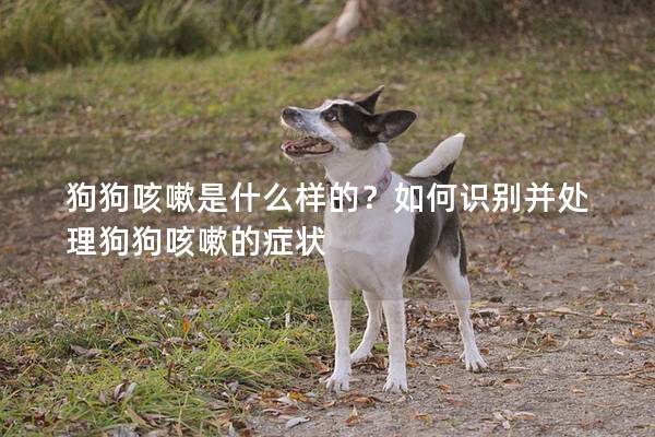 狗狗咳嗽是什么样的？如何识别并处理狗狗咳嗽的症状