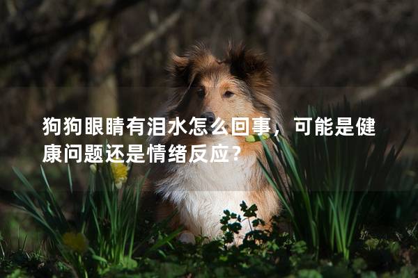 狗狗眼睛有泪水怎么回事，可能是健康问题还是情绪反应？