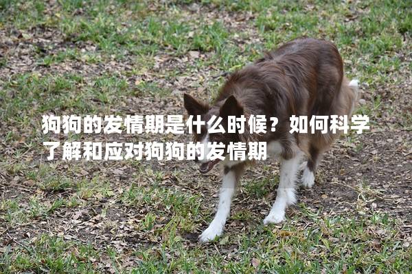 狗狗的发情期是什么时候？如何科学了解和应对狗狗的发情期