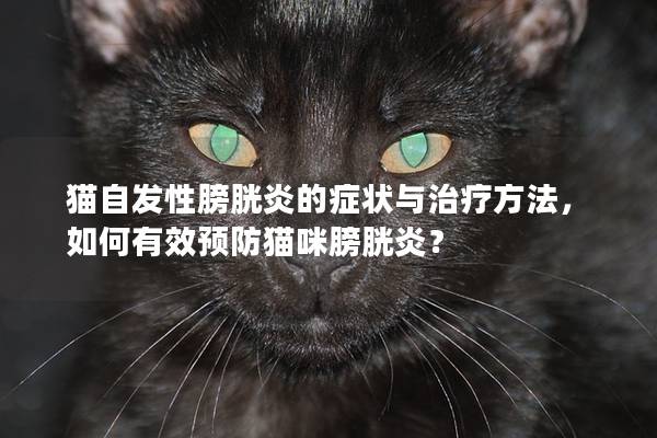 猫自发性膀胱炎的症状与治疗方法，如何有效预防猫咪膀胱炎？