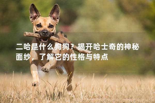二哈是什么狗狗？揭开哈士奇的神秘面纱，了解它的性格与特点