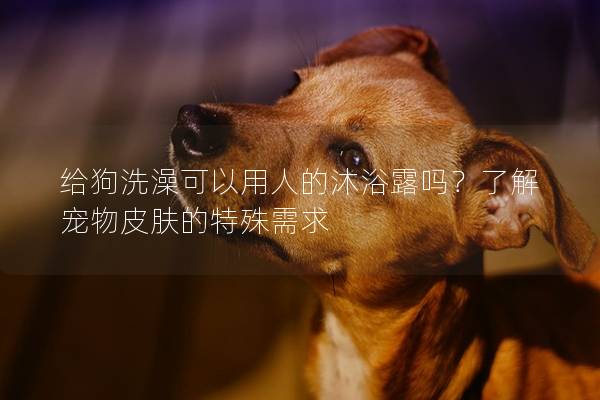 给狗洗澡可以用人的沐浴露吗？了解宠物皮肤的特殊需求