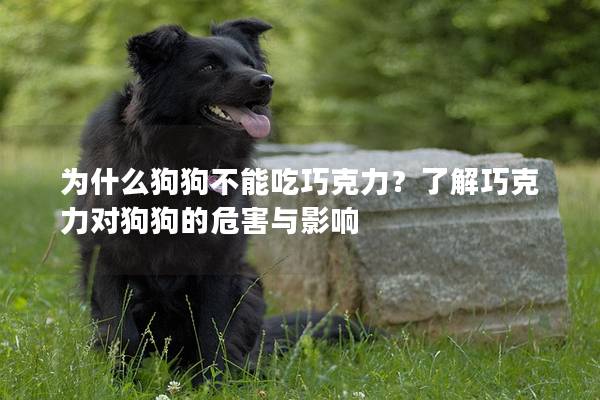 为什么狗狗不能吃巧克力？了解巧克力对狗狗的危害与影响