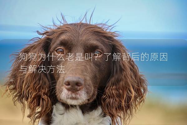 狗狗为什么老是叫？了解背后的原因与解决方法