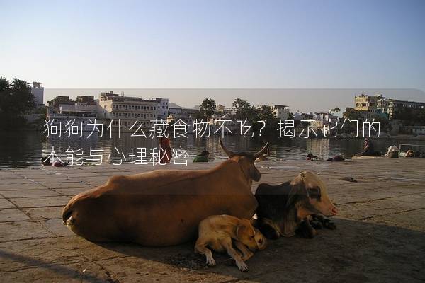 狗狗为什么藏食物不吃？揭示它们的本能与心理秘密