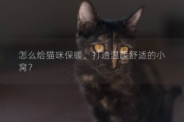 怎么给猫咪保暖，打造温暖舒适的小窝？