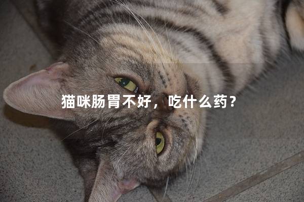 猫咪肠胃不好，吃什么药？