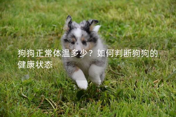 狗狗正常体温多少？如何判断狗狗的健康状态