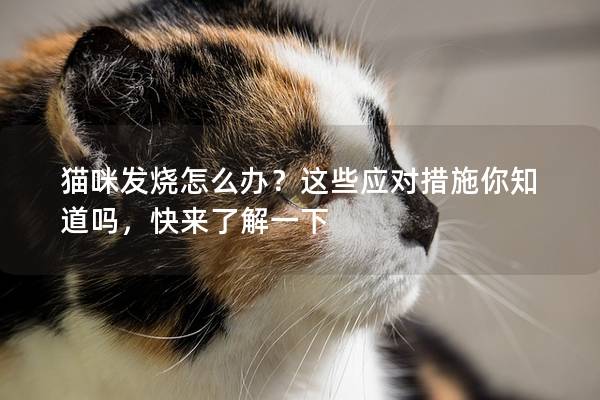 猫咪发烧怎么办？这些应对措施你知道吗，快来了解一下