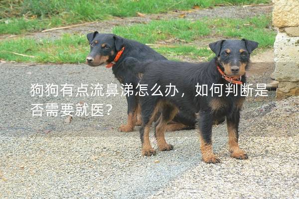 狗狗有点流鼻涕怎么办，如何判断是否需要就医？
