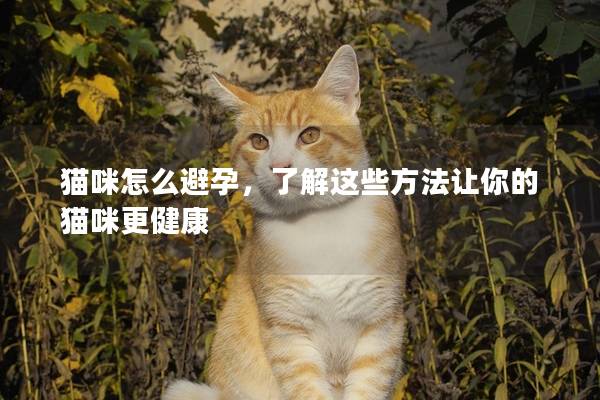 猫咪怎么避孕，了解这些方法让你的猫咪更健康