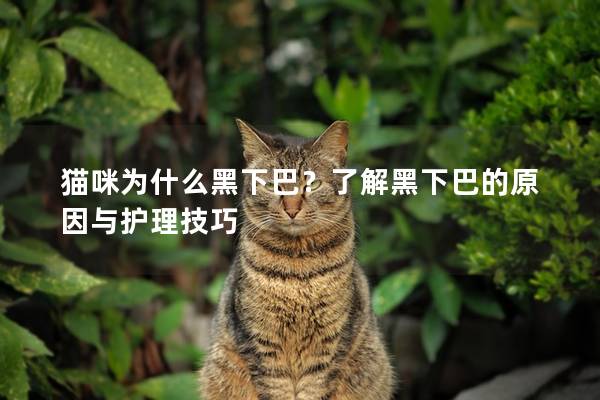 猫咪为什么黑下巴？了解黑下巴的原因与护理技巧