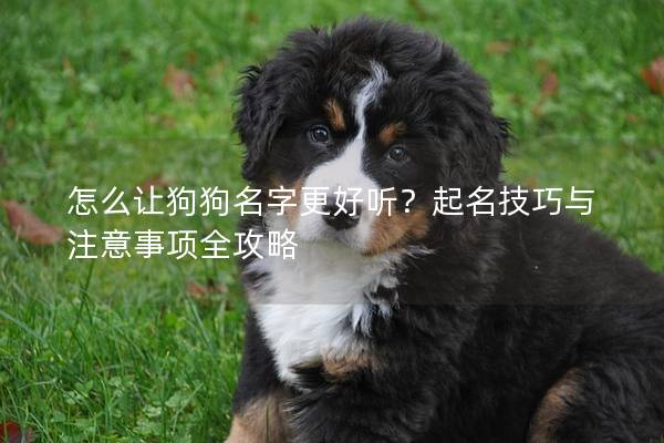 怎么让狗狗名字更好听？起名技巧与注意事项全攻略