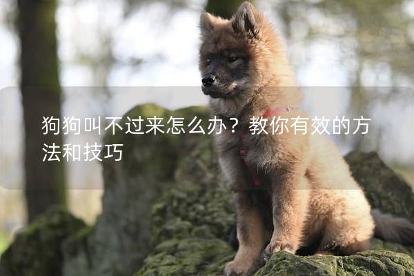 狗狗叫不过来怎么办？教你有效的方法和技巧