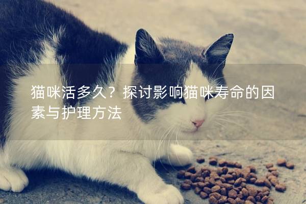 猫咪活多久？探讨影响猫咪寿命的因素与护理方法
