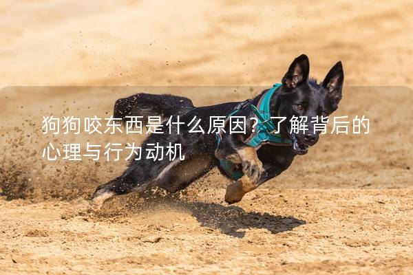 狗狗咬东西是什么原因？了解背后的心理与行为动机