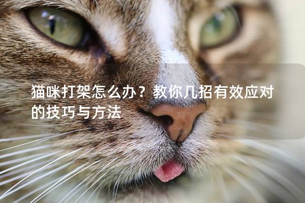 猫咪打架怎么办？教你几招有效应对的技巧与方法