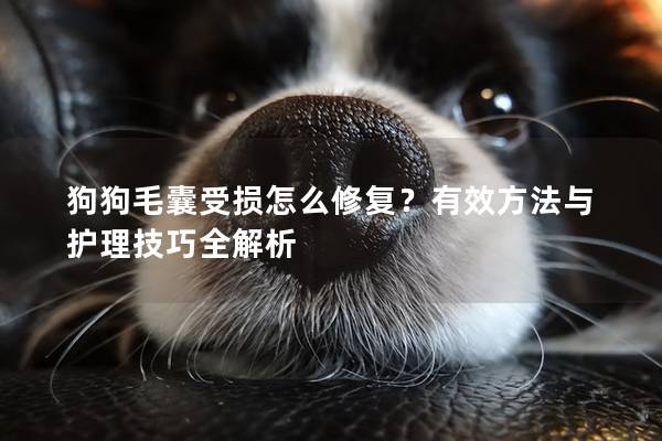 狗狗毛囊受损怎么修复？有效方法与护理技巧全解析