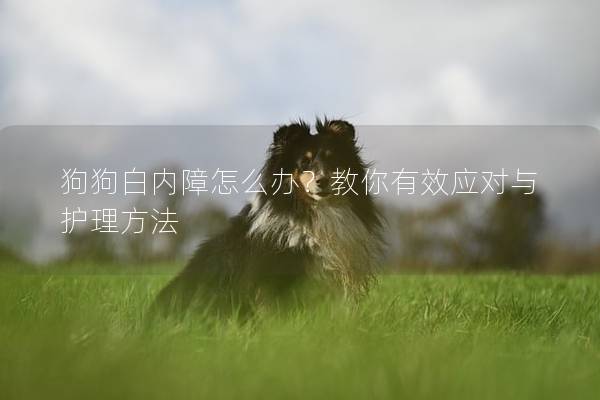 狗狗白内障怎么办？教你有效应对与护理方法