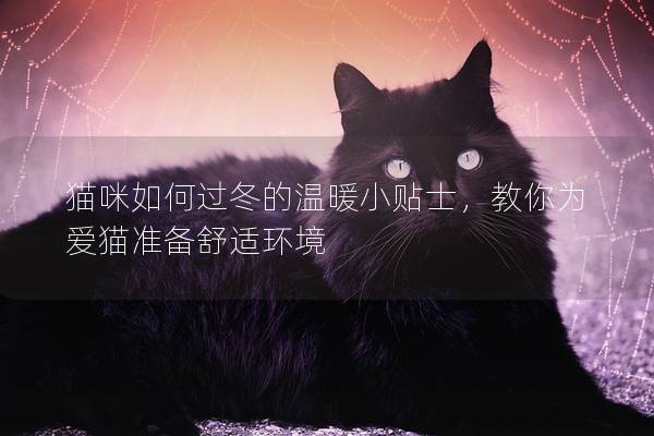猫咪如何过冬的温暖小贴士，教你为爱猫准备舒适环境