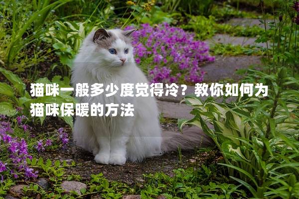 猫咪一般多少度觉得冷？教你如何为猫咪保暖的方法