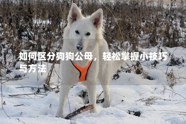 如何区分狗狗公母，轻松掌握小技巧与方法