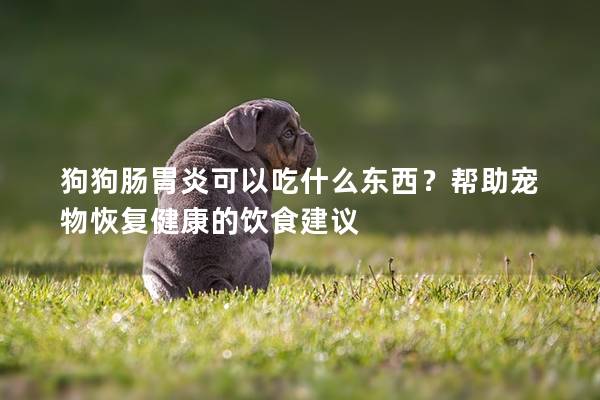 狗狗肠胃炎可以吃什么东西？帮助宠物恢复健康的饮食建议
