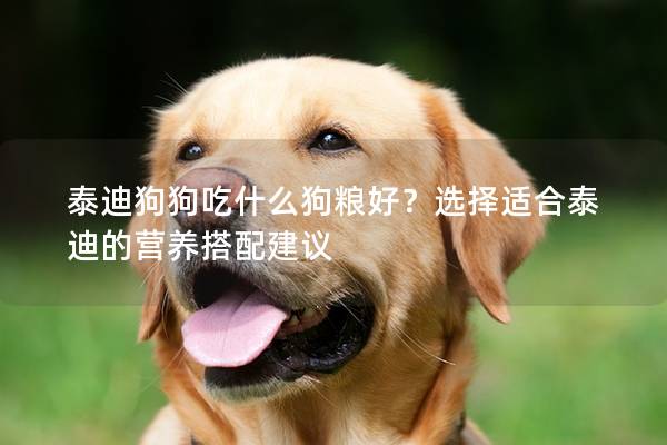 泰迪狗狗吃什么狗粮好？选择适合泰迪的营养搭配建议