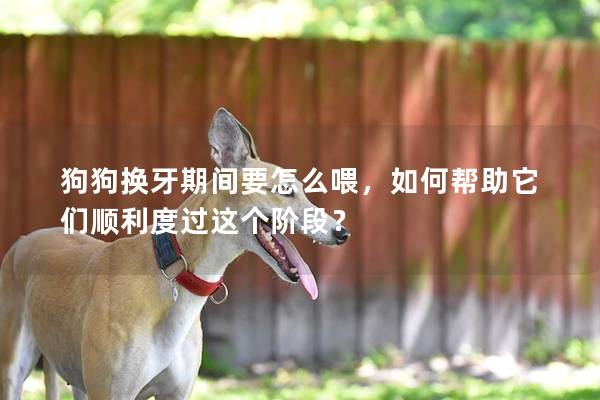 狗狗换牙期间要怎么喂，如何帮助它们顺利度过这个阶段？