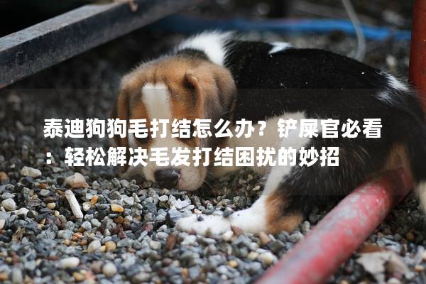 泰迪狗狗毛打结怎么办？铲屎官必看：轻松解决毛发打结困扰的妙招
