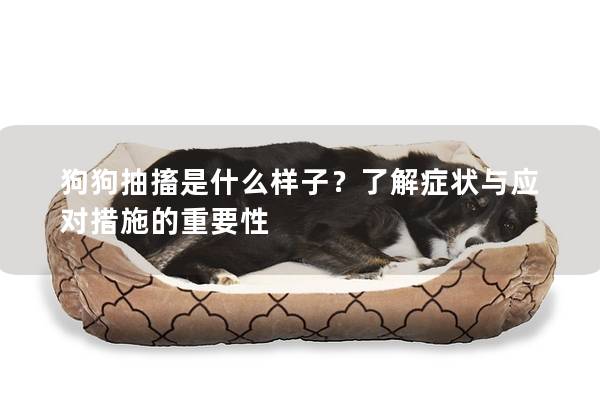 狗狗抽搐是什么样子？了解症状与应对措施的重要性