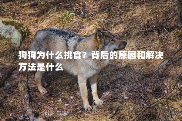 狗狗为什么挑食？背后的原因和解决方法是什么
