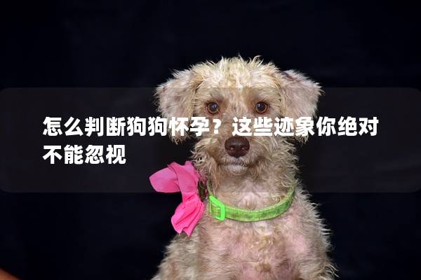 怎么判断狗狗怀孕？这些迹象你绝对不能忽视