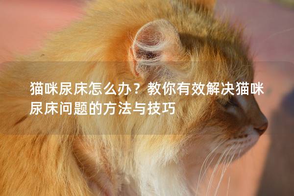 猫咪尿床怎么办？教你有效解决猫咪尿床问题的方法与技巧