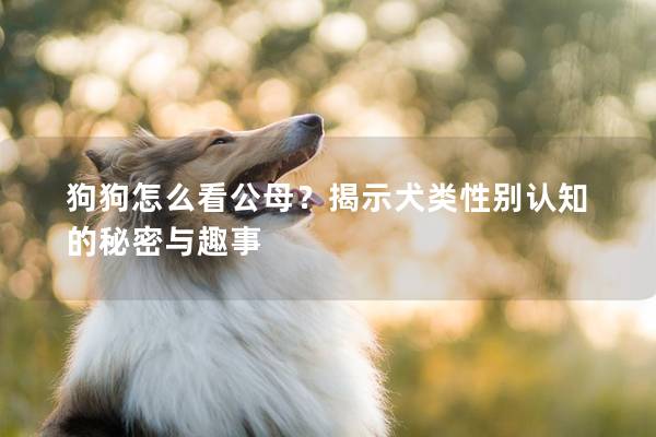 狗狗怎么看公母？揭示犬类性别认知的秘密与趣事