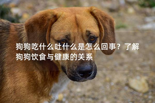 狗狗吃什么吐什么是怎么回事？了解狗狗饮食与健康的关系