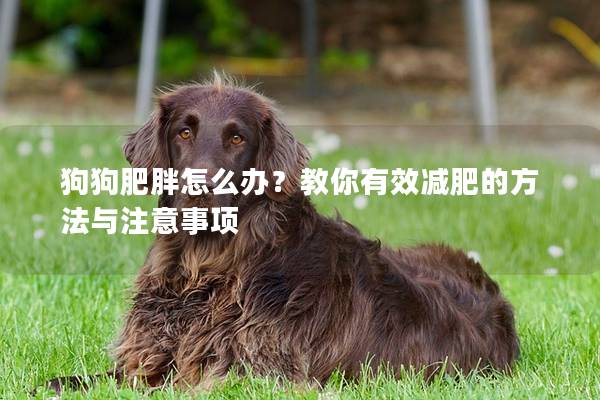 狗狗肥胖怎么办？教你有效减肥的方法与注意事项