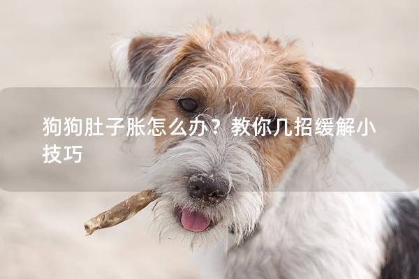 狗狗肚子胀怎么办？教你几招缓解小技巧
