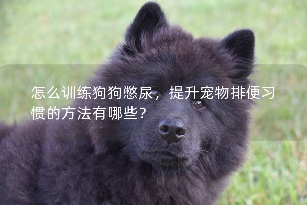 怎么训练狗狗憋尿，提升宠物排便习惯的方法有哪些？