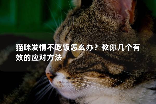 猫咪发情不吃饭怎么办？教你几个有效的应对方法