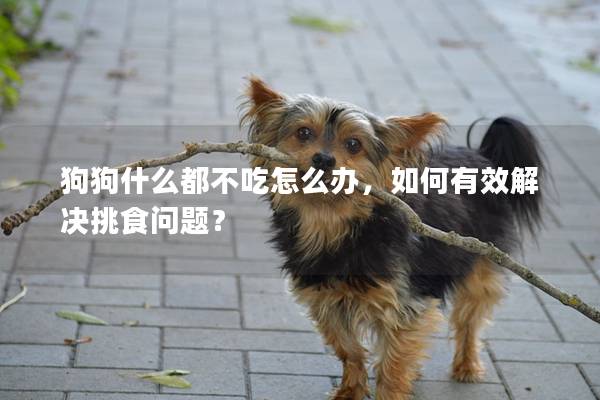 狗狗什么都不吃怎么办，如何有效解决挑食问题？