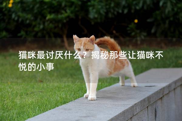 猫咪最讨厌什么？揭秘那些让猫咪不悦的小事