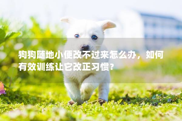狗狗随地小便改不过来怎么办，如何有效训练让它改正习惯？