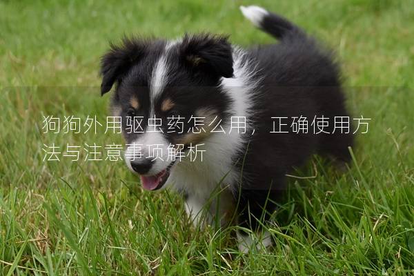 狗狗外用驱虫药怎么用，正确使用方法与注意事项解析