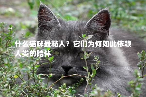 什么猫咪最粘人？它们为何如此依赖人类的陪伴