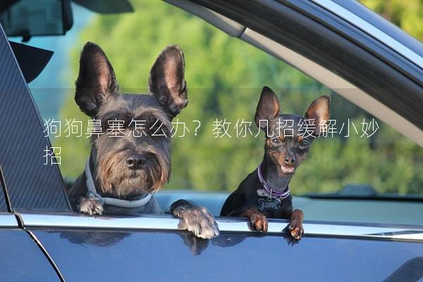 狗狗鼻塞怎么办？教你几招缓解小妙招